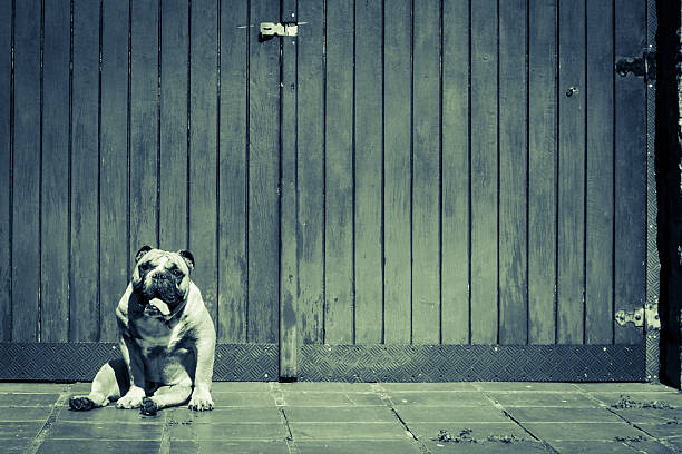 lone seduta di bulldog - english bulldog foto e immagini stock