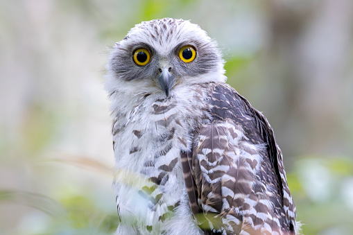 Taxon name: Powerful Owl (juvenile)\nTaxon scientific name: Ninox strenua\nLocation: Sydney, New South Wales, Australia