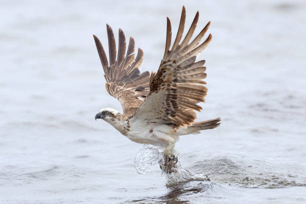 Taxon name: Eastern Osprey\nTaxon scientific name: Pandion haliaetus cristatus\nLocation: Sydney, NSW, Australia