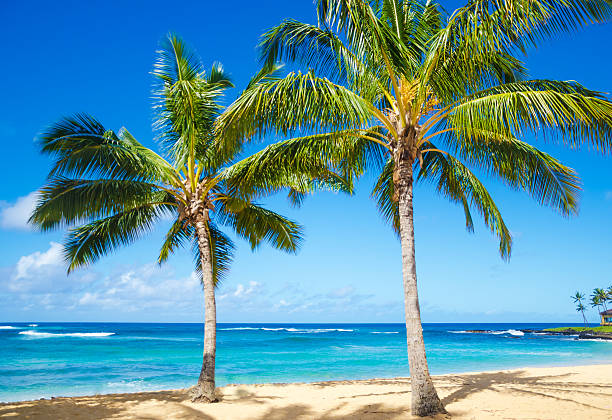 istock Palm trees on the sandy beach in Hawaii 178997067