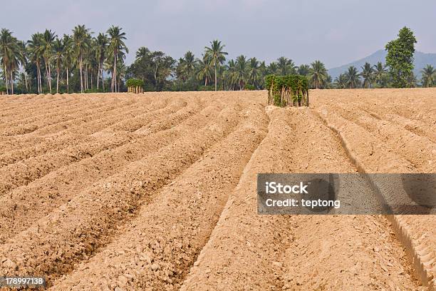 Photo libre de droit de Terre Défoncé Culture De Manioc banque d'images et plus d'images libres de droit de Agriculture - Agriculture, Asie, Biologie