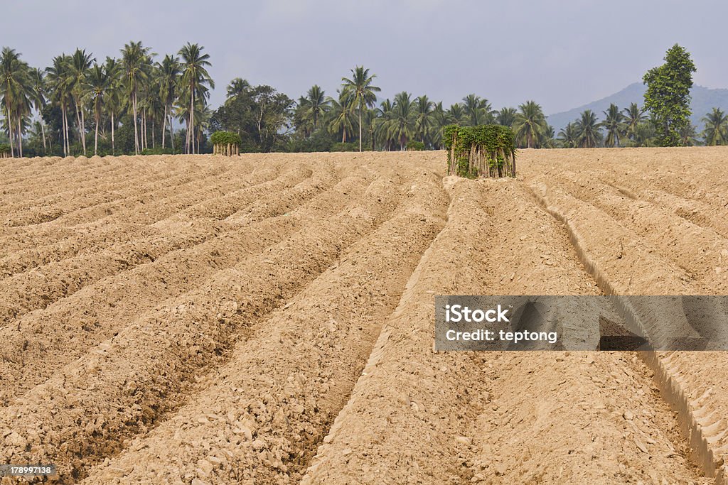 Rutted 土壌養殖、キャッサバ芋 - アジア大陸のロイヤリティフリーストックフォト