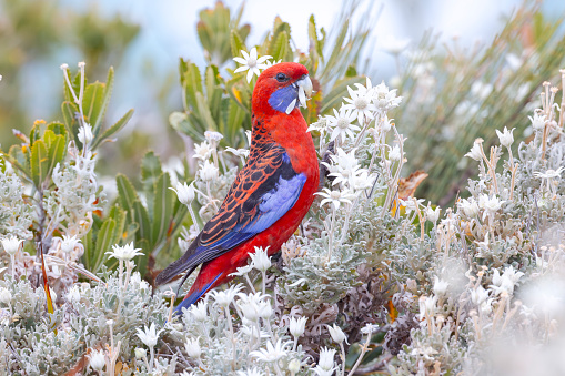 Taxon name: South-eastern Crimson Rosella\nTaxon scientific name: \nLocation: Jervis Bay, New South Wales, Australia