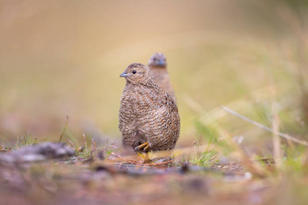 Taxon name: Mainland Brown Quail\nTaxon scientific name: Synoicus ypsilophorus australis\nLocation: Jervis Bay, NSW, Australia