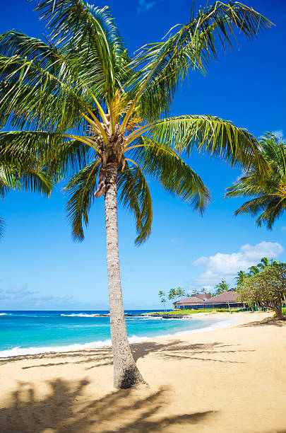 istock Palm trees on the sandy beach in Hawaii 178997351
