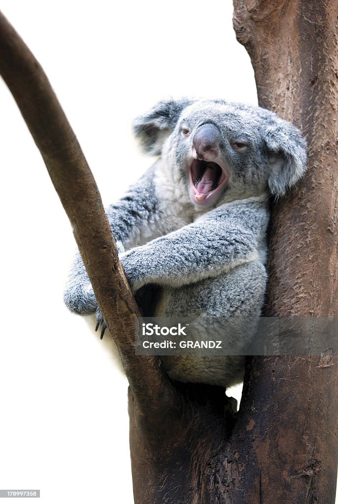 Koala de Bâiller - Photo de Koala libre de droits