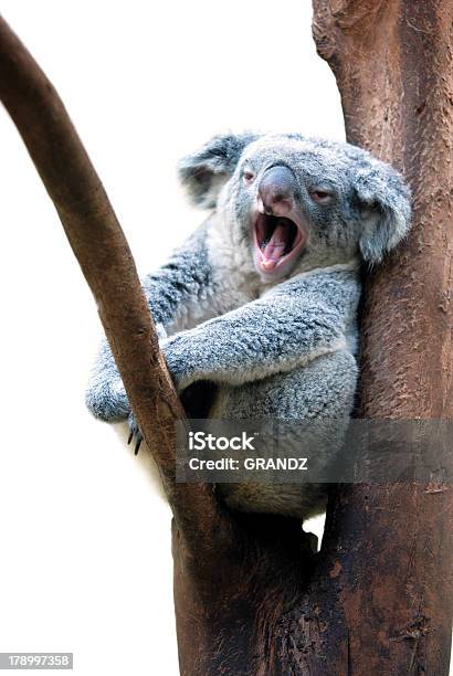 Photo libre de droit de Koala De Bâiller banque d'images et plus d'images libres de droit de Koala - Koala, Mignon, Animal arboricole