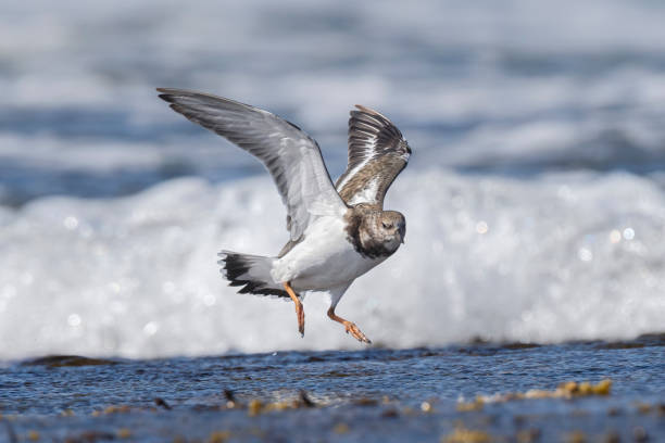 Taxon name: Palaearctic Ruddy Turnstone\nTaxon scientific name: Arenaria interpres interpres\nLocation: Sydney, NSW, Australia