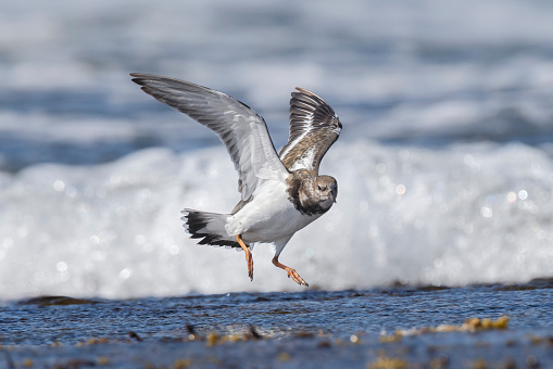 Taxon name: Palaearctic Ruddy Turnstone
Taxon scientific name: Arenaria interpres interpres
Location: Sydney, NSW, Australia