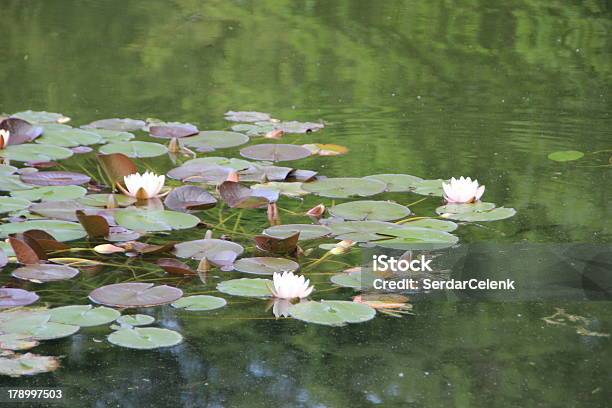 Foto de Lírio Dágua e mais fotos de stock de Beleza - Beleza, Beleza natural - Natureza, Cabeça da flor