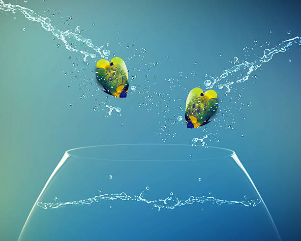 istock Angelfish jumping to other bowl 178997645