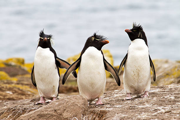 上り坂 rockhopper ペンギンウォーキング - saunders island ストックフォトと画像