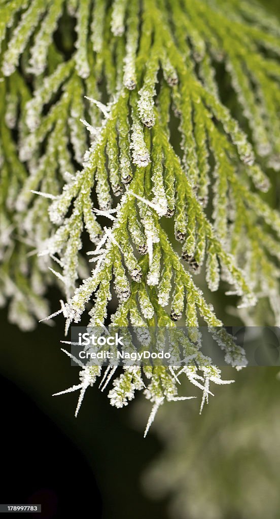 hoarfrost em thuja galho - Foto de stock de Arbusto royalty-free