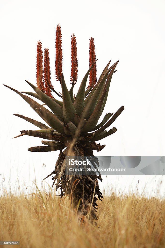 Flowering aloe roślin - Zbiór zdjęć royalty-free (Afryka)