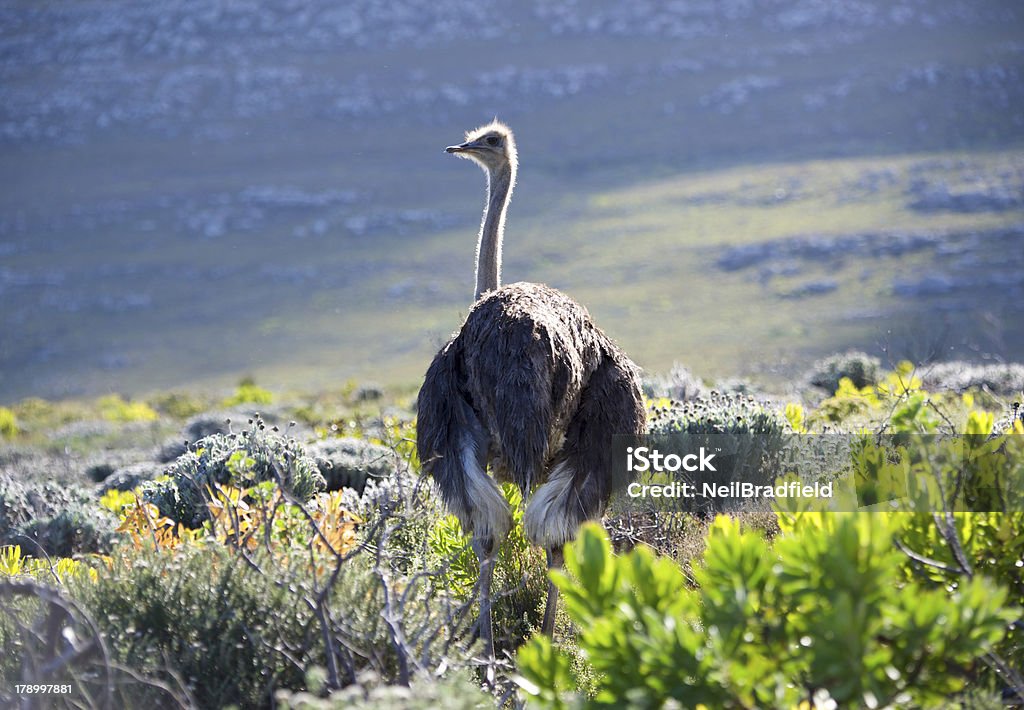 African Ostrich bird - Lizenzfrei Cape Point Stock-Foto