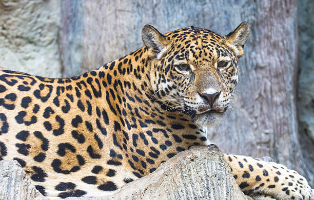 istock close up of a large Jaguar cat 178997920