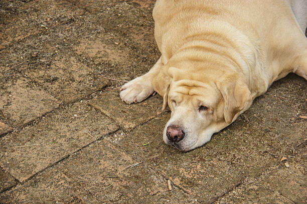 istock Fat labrador retriever sleep on the floor 178998073