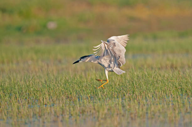 Black-crowned Night Heron (Nycticorax nycticorax) flying over a wetland. Karatas Lake, Burdur, Turkey. Black-crowned Night Heron (Nycticorax nycticorax) flying over a wetland. Karatas Lake, Burdur, Turkey. black crowned night heron nycticorax nycticorax stock pictures, royalty-free photos & images