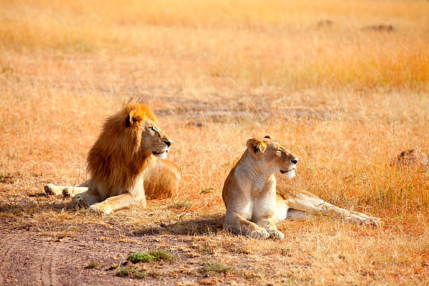 istock Mating lions in Masai Mara 178998165