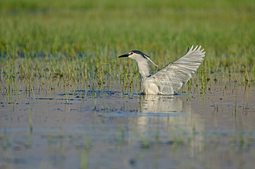 Black-crowned Night Heron (Nycticorax nycticorax) hunting among plants in a wetland. Karatas Lake, Burdur, Turkey.