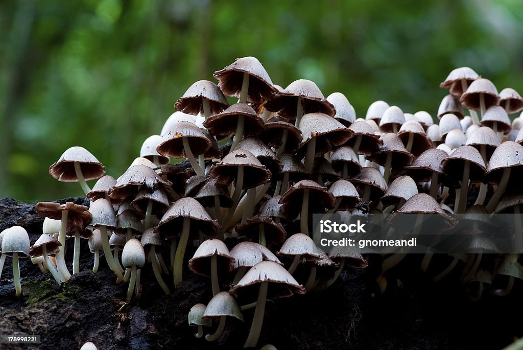 Cogumelos silvestres - Royalty-free Ao Ar Livre Foto de stock