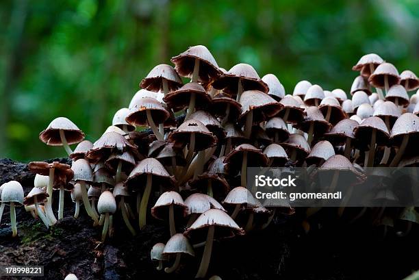 Cogumelos Silvestres - Fotografias de stock e mais imagens de Ao Ar Livre - Ao Ar Livre, Cena Rural, Cogumelo