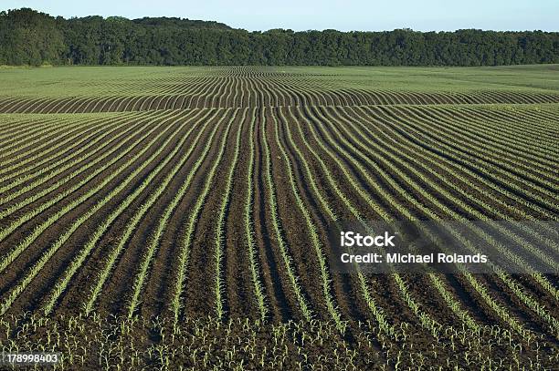 トウモロコシフィールド - アイオワ州のストックフォトや画像を多数ご用意 - アイオワ州, 作物 トウモロコシ, 農園