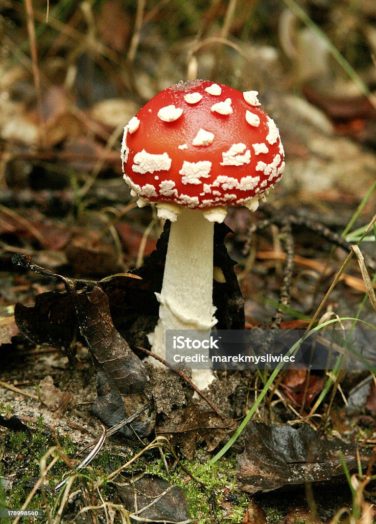 Amanite tue-mouche dans l'herbe. - Photo de Aliment libre de droits