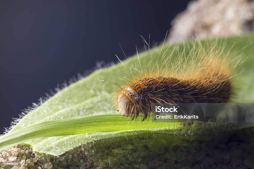 Retrato de caterpillar - Foto de stock de Animal libre de derechos