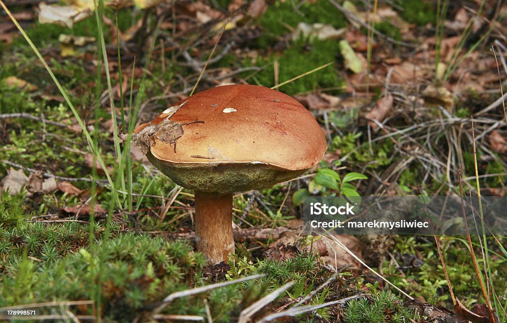 Seta bolete la bahía en el césped - Foto de stock de Alimento libre de derechos