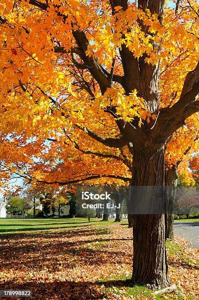 Sugar Maple In Autumn Stock Photo - Download Image Now - Autumn, Beauty In Nature, Branch - Plant Part