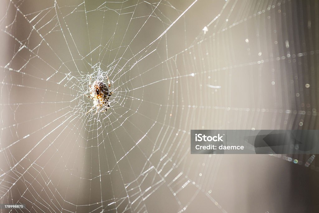 Araignée assis sur le web - Photo de Animaux à l'état sauvage libre de droits