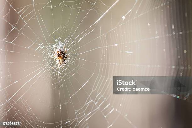 Photo libre de droit de Araignée Assis Sur Le Web banque d'images et plus d'images libres de droit de Animaux à l'état sauvage - Animaux à l'état sauvage, Arachnide, Arachnophobie