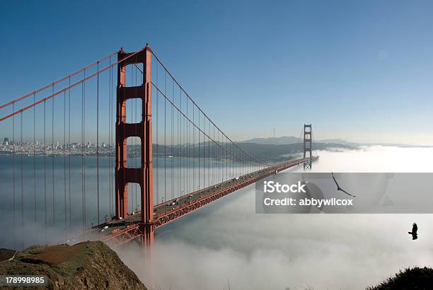 Golden Gate Em Nevoeiro - Fotografias de stock e mais imagens de Golden Gate Bridge - Golden Gate Bridge, Pássaro, Califórnia