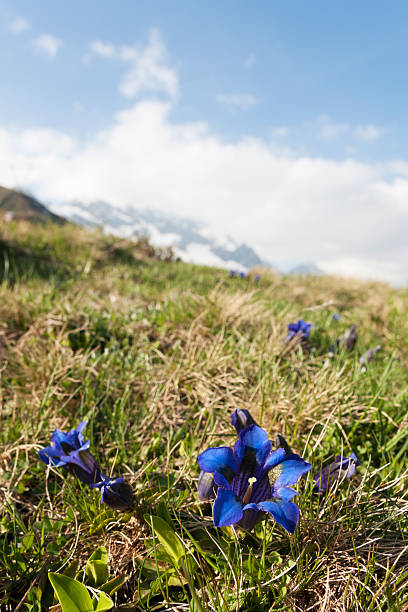swiss гентиана цветы - wanderurlaub стоковые фото и изображения