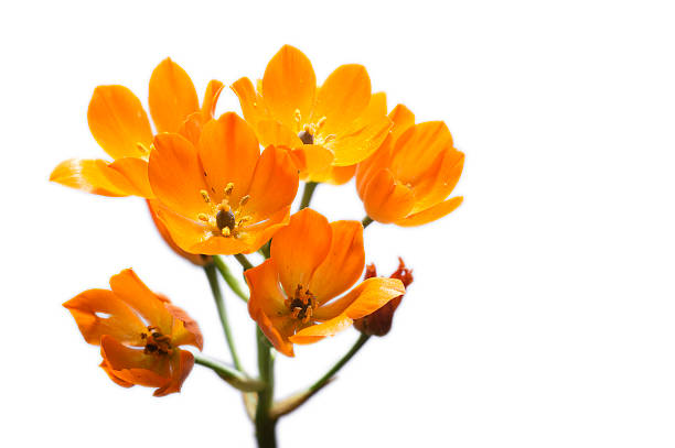 istock Ornithogalum dubium Orange Flower 178999026