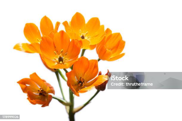 Ornithogalum Dubium Оранжевый Цветок — стоковые фотографии и другие картинки Без людей - Без людей, Белый фон, Выборочная фокусировка