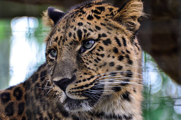 istock Headshot of leopard looking left 178999090