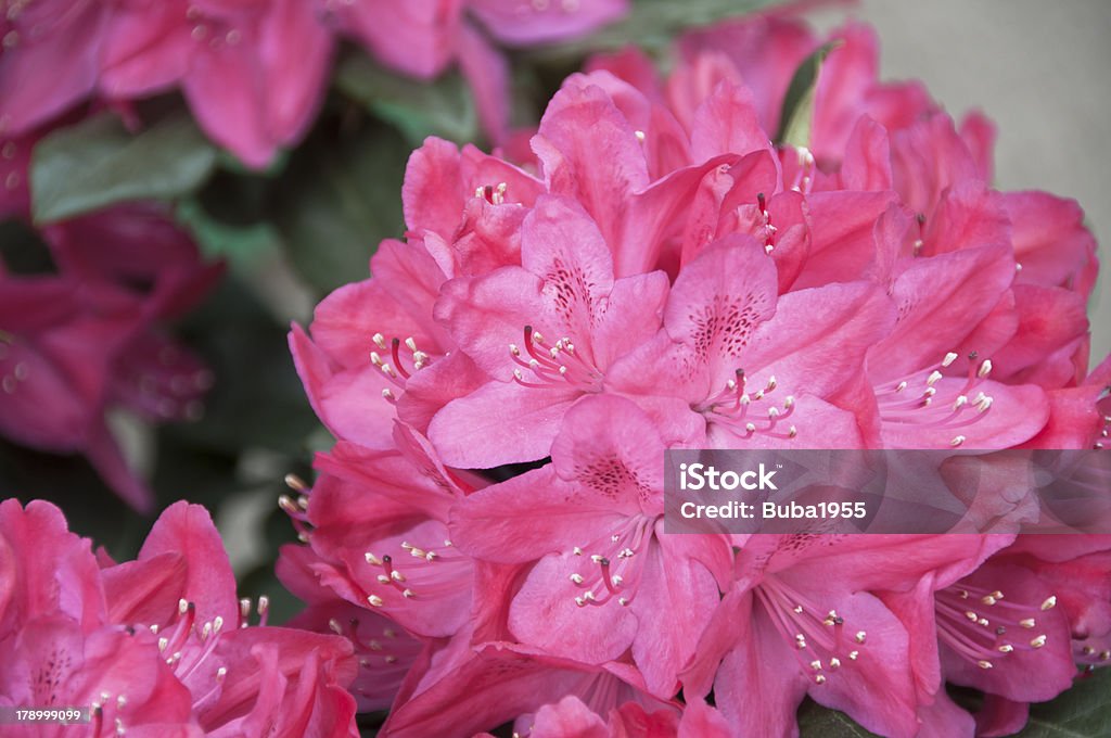 Azalea Flowers in the Flower Shop Azalea Stock Photo