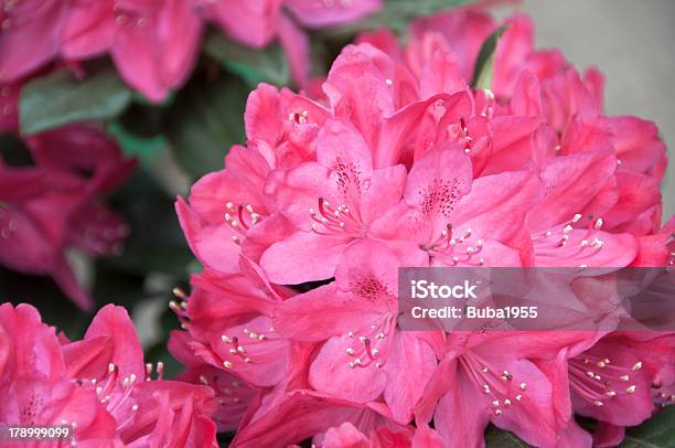 Azalea Stock Photo - Download Image Now - Azalea, Botany, Bouquet