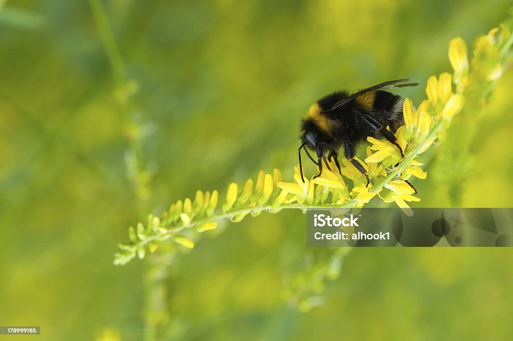 Moscardón en amarillo flores - Foto de stock de Aire libre libre de derechos