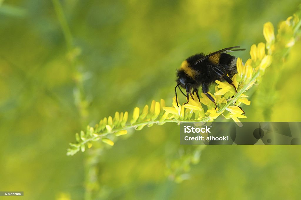 Bourdon sur Fleurs jaunes - Photo de Bourdon libre de droits