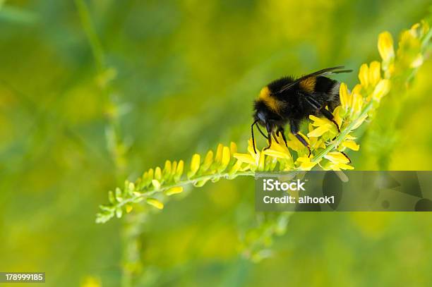 Bumblebee Na Żółte Kwiaty - zdjęcia stockowe i więcej obrazów Bez ludzi - Bez ludzi, Fotografika, Horyzontalny