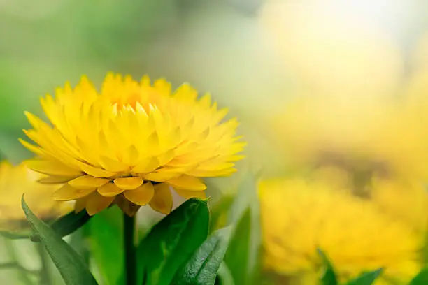 Golden yellow strawflower in a bed of yellow flowers, only one blossom in focus