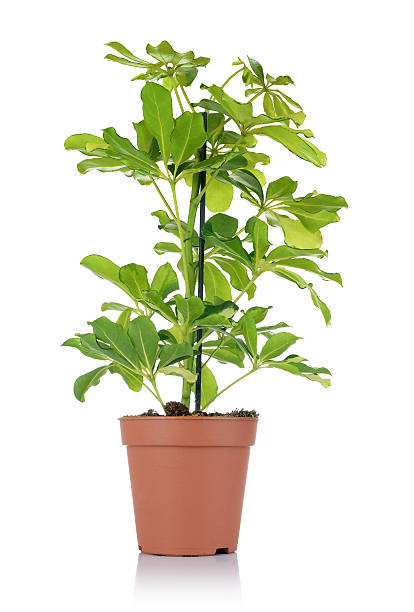 istock Flower schefflera in pot on white background 178999337
