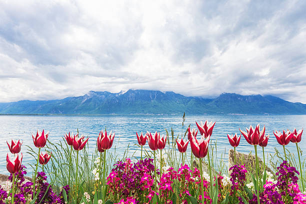 Flowers near lake, Montreux. Switzerland stock photo