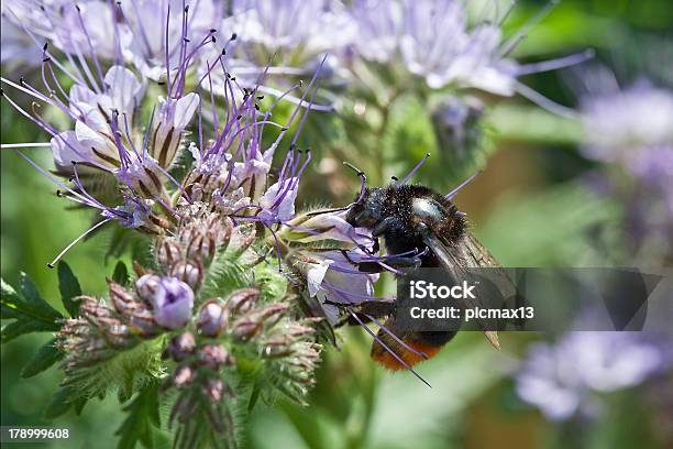 Biene Auf Der Phacelia Blumen Stockfoto und mehr Bilder von Apis - Apis, Bestäuber, Bestäubung