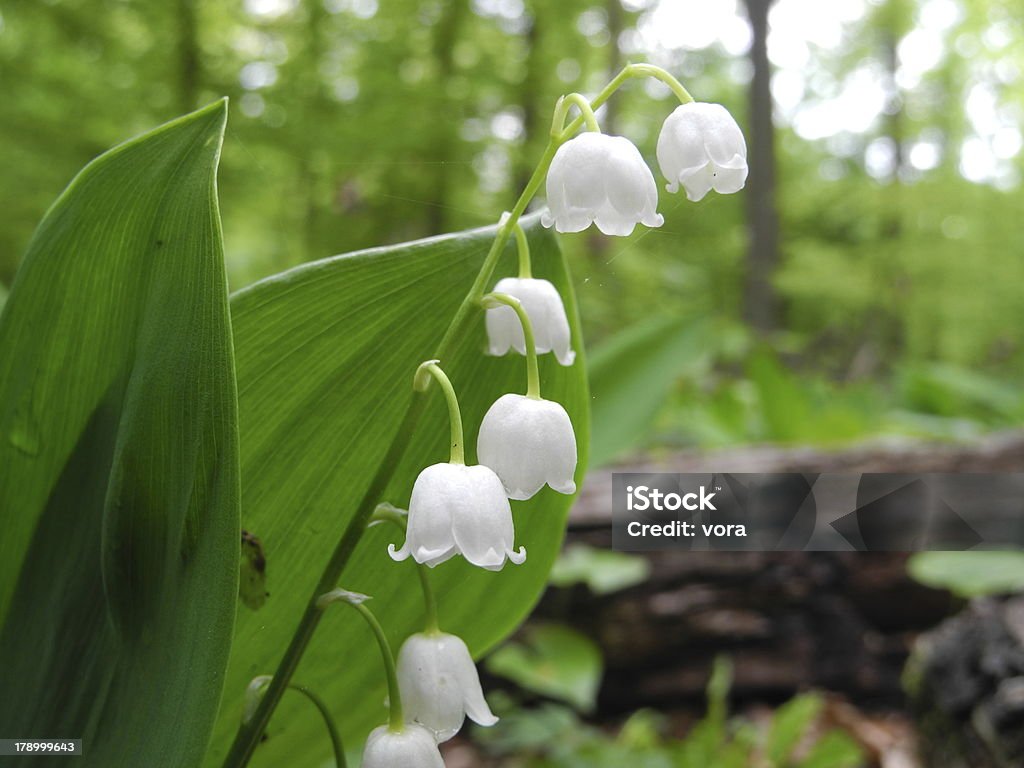 Lilly of the Valley - Стоковые фото Без людей роялти-фри