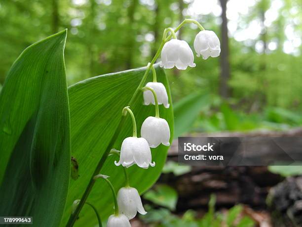 Lilly Of The Valley — стоковые фотографии и другие картинки Без людей - Без людей, Весна, Горизонтальный