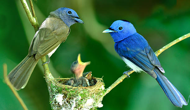 Black-naped Monarch or blue flycatcher